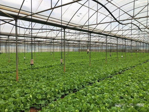 云南省出臺兩項管理辦法，強化初級農產品收購質量安全監管